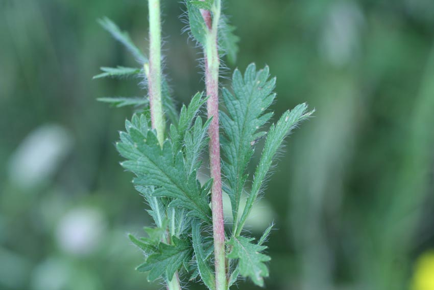 Potentilla recta